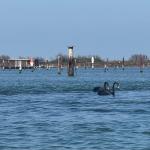 Schwarze Schwäne im Po-Delta